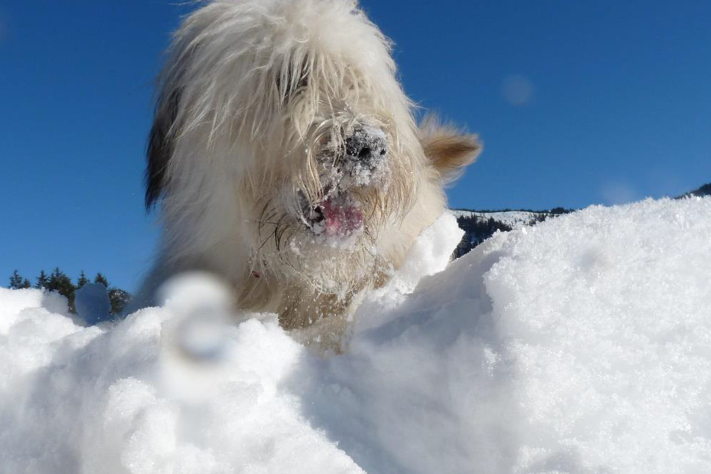 Wer liebt ihn nicht, den Schnee!